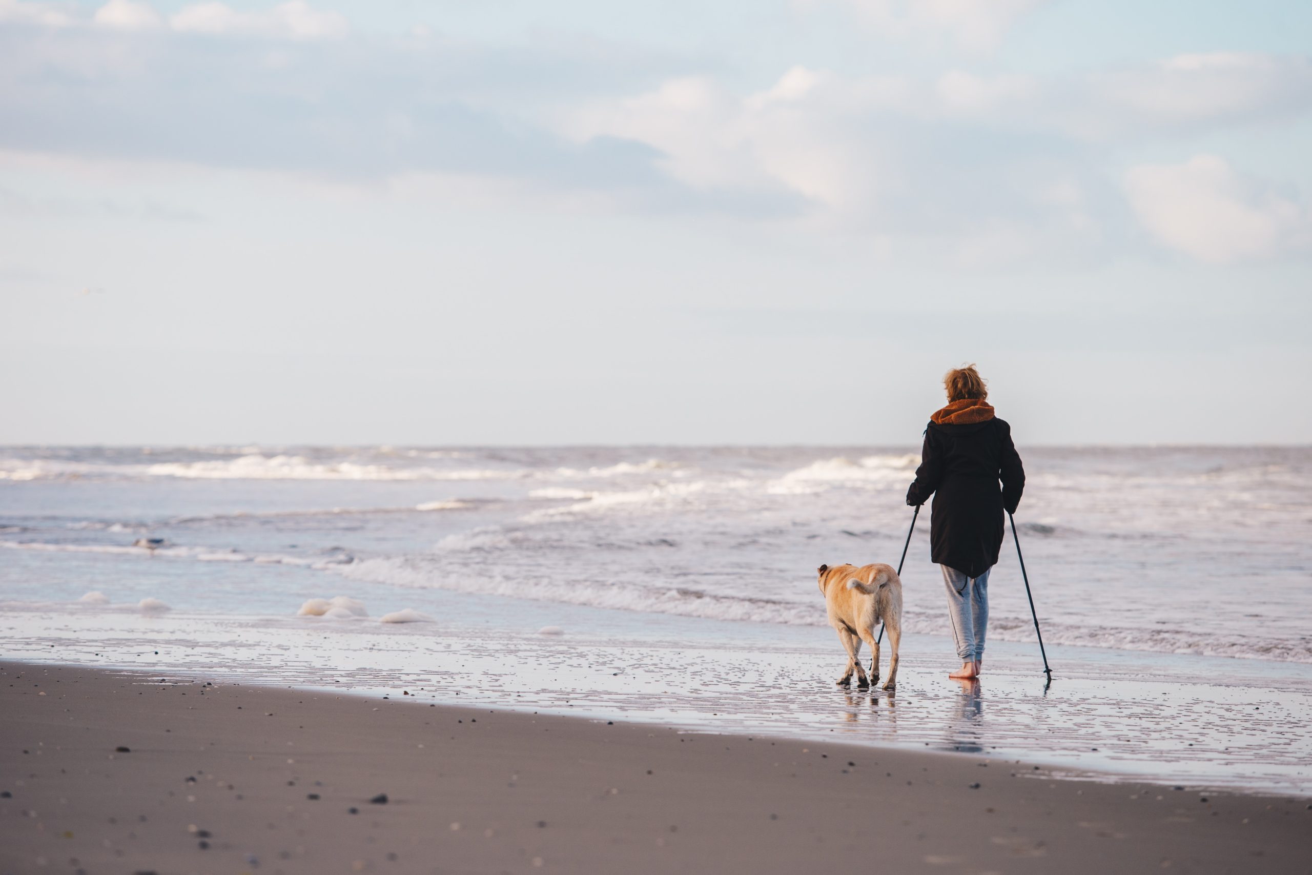 Blind Low Vision NZ Guide Dogs Pawgust Initiative — FENNEC
